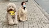 这就是我的小可爱啊