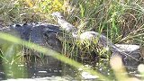 沼泽巨鳄把4米缅甸蟒当玩具 空中狠甩再拖进水中溺死