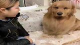 女主让狗狗把手给自己，狗狗反应迟钝，女主生气了