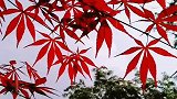 等风，等雨，等春，等你、风已起，雨已下，春已到，等你来点赞。