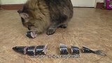 看到小鱼搁浅，猫咪竟然救了小鱼一命，估计很多人不敢相信