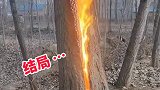 大树里面着火了，这是谁干的！