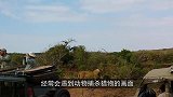 司机尾随花豹，花豹当众猎杀鬣狗，动作快准狠，教科书式捕猎！