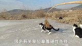 猫话东北篇，东北猫话说东北的取暖18度