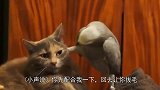 搞笑动物,霸气鹦鹉小猫咪,做不做大哥的人