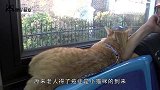 猫咪每天坐公交风雨无阻，司机每次都会等它，又是一个感人的故事