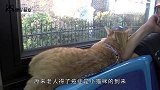 猫咪每天坐公交风雨无阻，司机每次都会等它，又是一个感人的故事