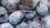 发现洗完蓝莓的水里，居然有好多虫子