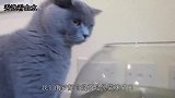 主人带猫咪出门逛街，结果被路人围观，主人低头一看笑喷了