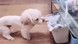 主人要动用家法，看泰迪是怎么做的，逗