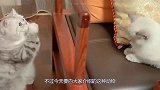 一只猫在桥头伺机而动，接下来的一幕，让人直呼太精彩