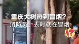 高温天气，大树热到冒烟
