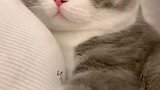 土豆是一只妈宝猫旗舰店