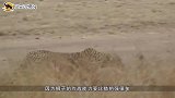 狮群跑到猎豹地盘上争夺食物，谁才是赢家