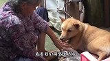 隔壁王奶奶喂狗子 像极了我奶奶喂我呀