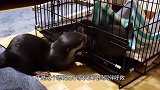 水獭被关在了笼子里，大声向同伴呼救