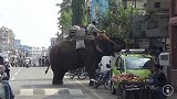 印度大象街头暴走，不可思议的印度，在中国根本看不到