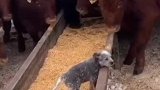 世界上没有怕狗的牛，只有尊重狗的牛，狗狗竟敢挑衅牛