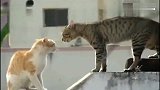 猫咪打架见多了，但这样揪头发的还是第一次见