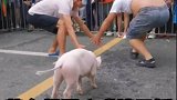 捉猪比赛了解一下，八戒撞天婚的既视感