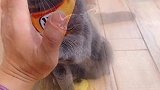 没有一包猫酱解决不了的事！！萌宠成精了 训猫日常