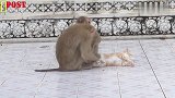 几只猴子轮流折磨小猫咪，猫咪：我怎么那么倒霉！