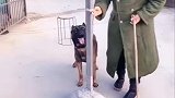 惊险一幕…偷狗贼太可恶了！还好狗狗聪明啊