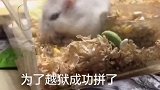 要不是亲眼所见，真不能相信，这么小的仓鼠嘴里藏了这么多食物