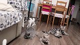 肥猫起跳失败假装什么都没发生，喵：你说啥？我听不见