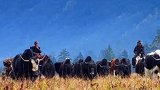 秋天到了，在新措遇到牧民赶母牦牛下山。
