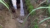 种甘蔗也不容易呀