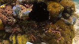 黑斑叉鼻鲀，喜欢吃石珊瑚和海葵，体长30厘米左右