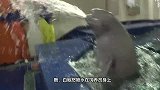 饲养员和小白鲸“亲热”，另一只却吃醋了，小哥哥哭笑不得！