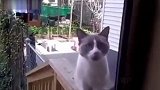 铲屎官下雨忘关窗户，猫咪被淋到浑身湿透