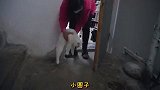 被寄养的小猫突然消失了，急坏了主人和大猫
