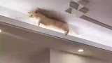 这是特意修的猫跑道吗，天然的鸡毛掸子