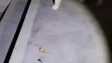 女子长期救助流浪猫，猫咪捉到花蝴蝶和蜻蜓送给女生作为回礼