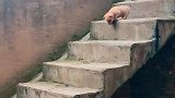 奶狗下楼梯，重心跑偏，生动演绎什么是连滚带爬