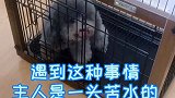 大家想要的狗狗定点排泄教程，他来啦！