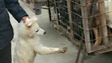 狗狗从笼子里解救出来了