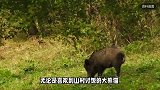 官方“悬赏”打野猪，多路围剿下，万一野猪被消灭殆尽咋办？解答来了