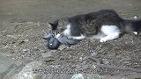 猫咪和鸽子仅一步之遥，能否捕猎成功气氛太紧张了