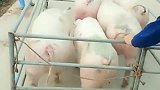 村民设计的移动猪圈，看起来好方便，网友感觉猪走路好性感