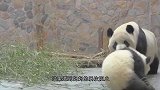 小熊猫成功越狱，结果被奶妈塞了回去，下一秒熊猫妈的做法太逗了