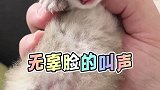 回味一下无辜脸的叫声
