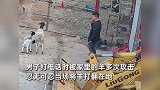 男子打电话遭母羊顶撞，反击后仍被不停进攻，忍无可忍一铁锹拍翻