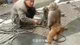 哈士奇：快来人啊，要出狗命了