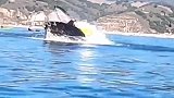 “鲸”险！女子游船赏鲸突遭捕食鲸“一口吞下”，还能活吗