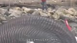 海滩惊现5吨重搁浅鲸鱼，救援时鲸鱼“爆炸”了其中缘由太心痛