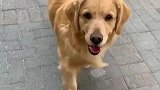 主人说不跟金毛玩了，狗狗的反应太可爱了！你喜欢吗